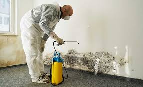 Why You Should Choose Our Mold Remediation Services in Anthony, TX